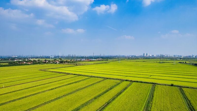 合作社如何诞生？农民专业合作社注册流程全解析**