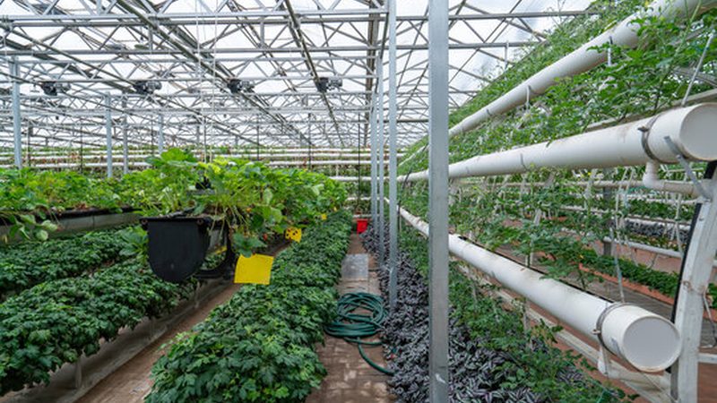 大棚草莓种植成本解析：亩均投入揭秘