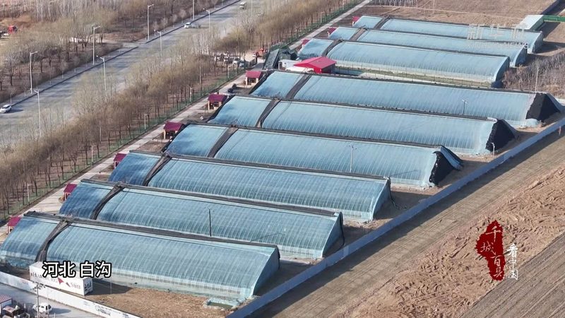 水果种植合作社年收入低于10万怎么办