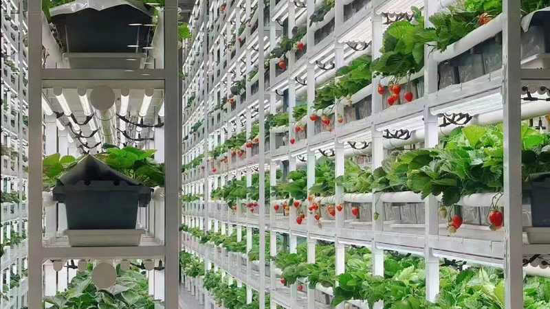 成都小型种植户农资批发哪里找